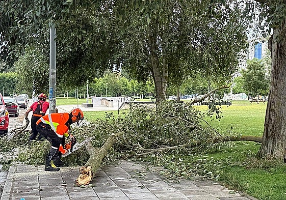 Imagen de los Bomberos de León quitando los árboles.