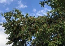 Un árbol cerca de La Magdalena este mes de julio.