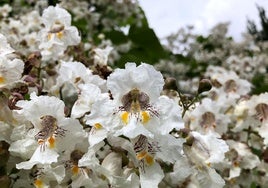 Hermosas flores en la ribera del Bernesga en León.
