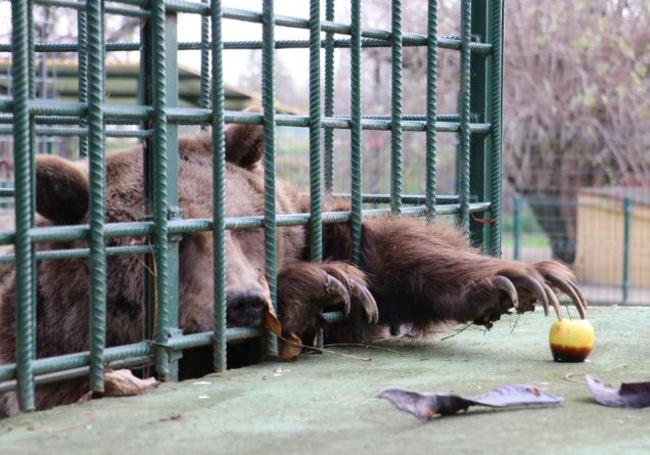 Ponderoso, el macho de la pareja de osos del Coto Escolar de León.