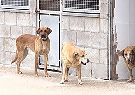 Imagen de archivo de perros en la Asociación Protectora de Animales y Plantas de León.