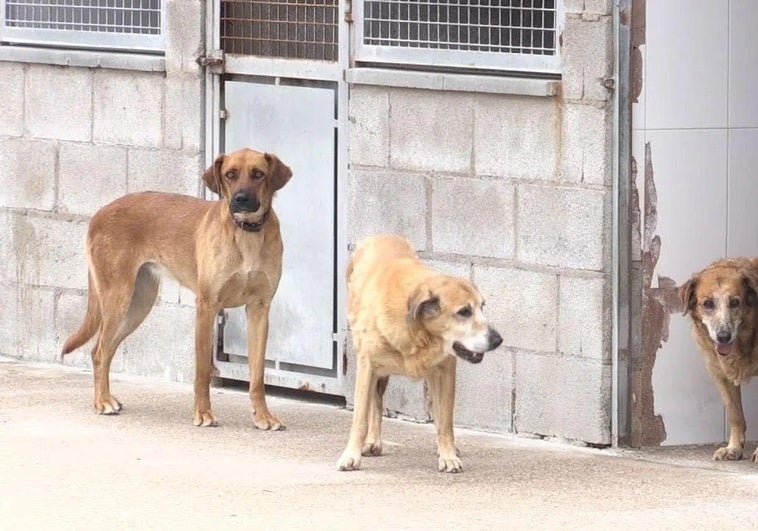 El abandono de animales desciende en León en plena temporada de verano