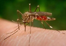 Imagen de archivo de un mosquito.