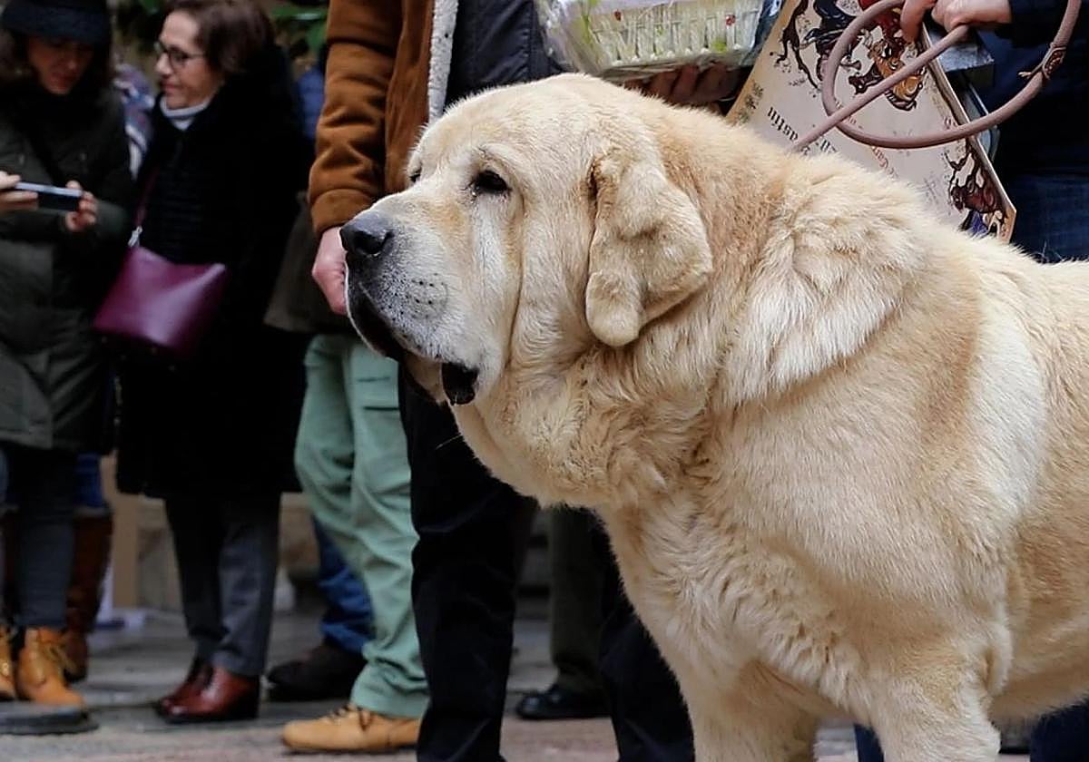 Mastín leonés.