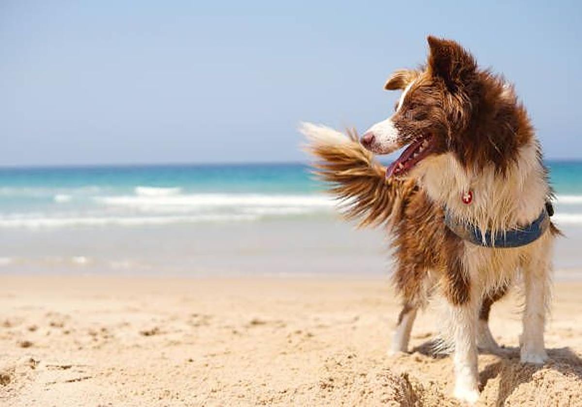 Imagen de un perro en la playa.