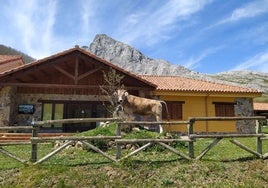 Una vaca en las antiguas instalaciones de Valles del Esla en Camposolillo.