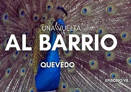 Un pavo real del parque de Quevedo.