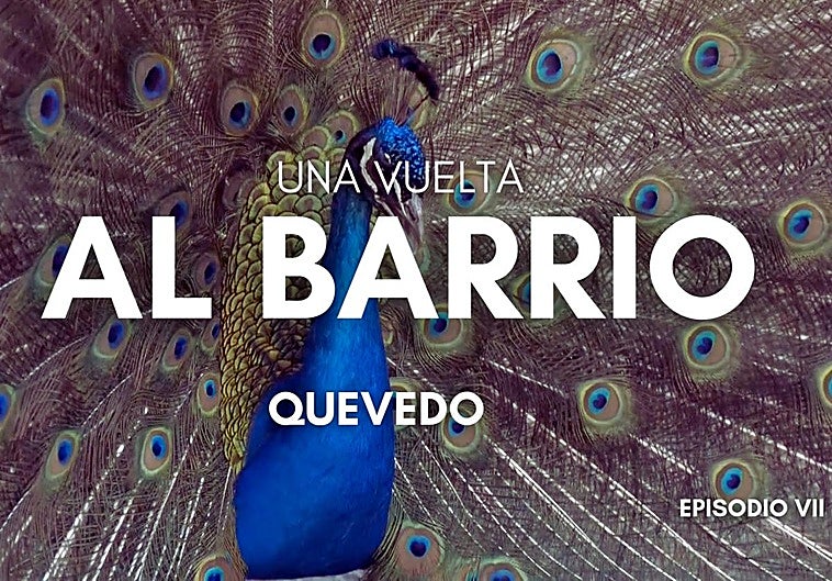 Un pavo real del parque de Quevedo.