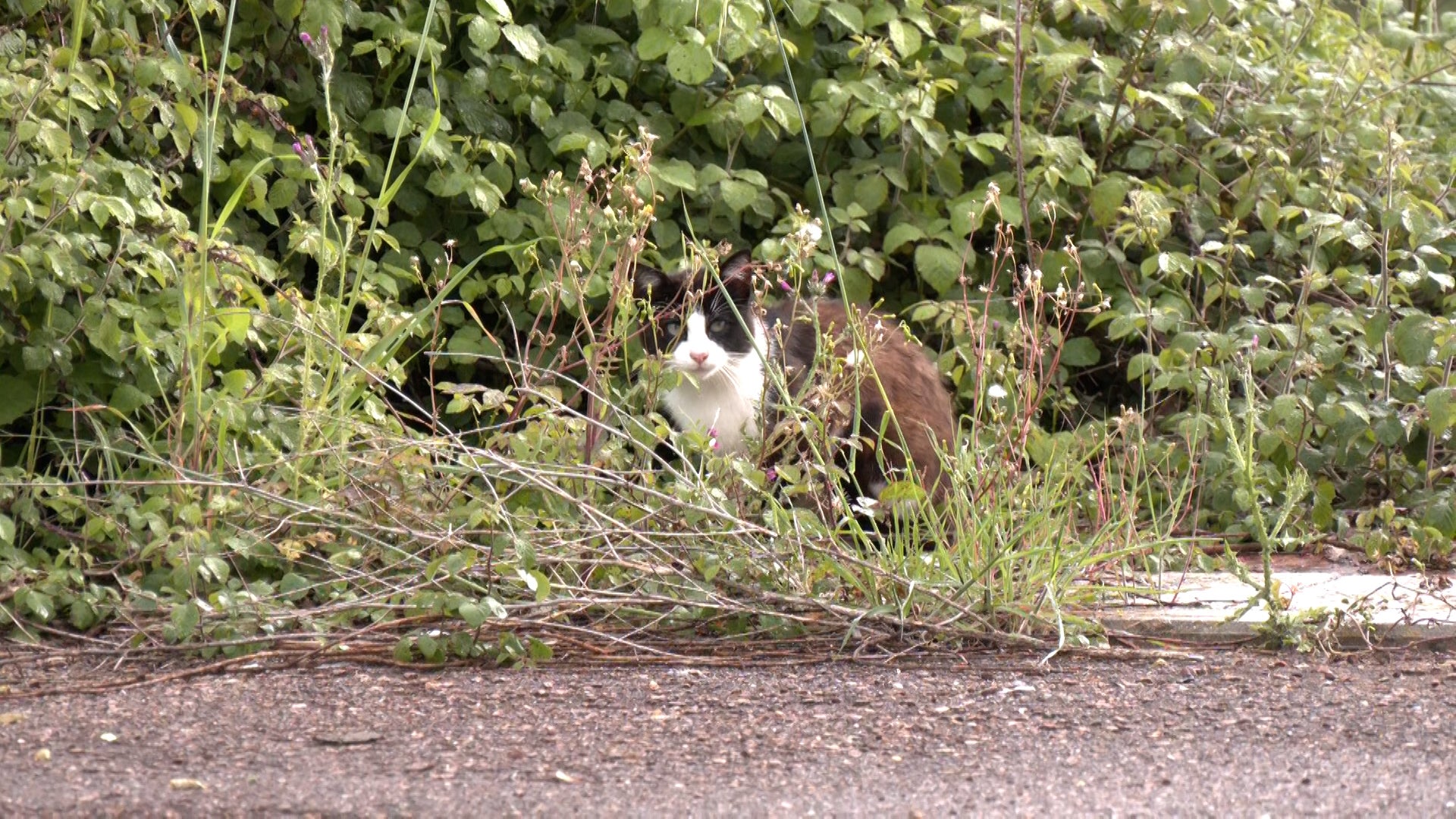 Así es el barrio de Los Juncales en León