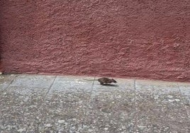 Rata captada este sábado a plena luz del día.