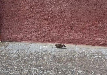 Alertan de la presencia de ratas en las calles de Trobajo del Camino