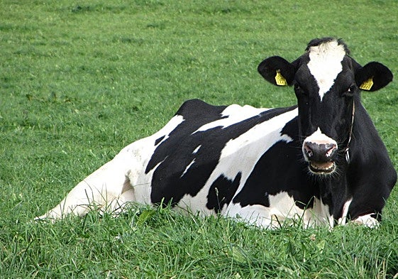 Una vacuna producida en León para tratar la lengua azul en ovejas extiende su uso