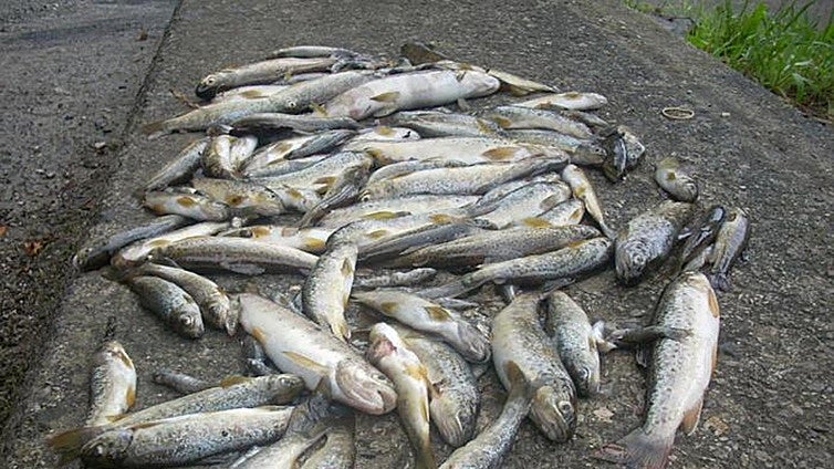 Un pescador denuncia el envenenamiento de 300 truchas en un río de León