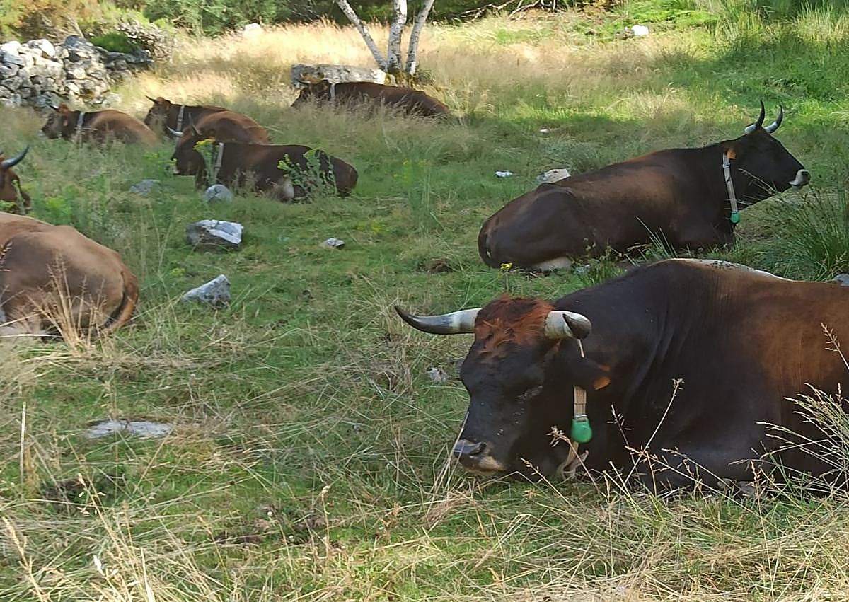 Imagen secundaria 1 - De estar al borde de la extinción a ser protagonista en Netflix: el renacer de la mantequera leonesa