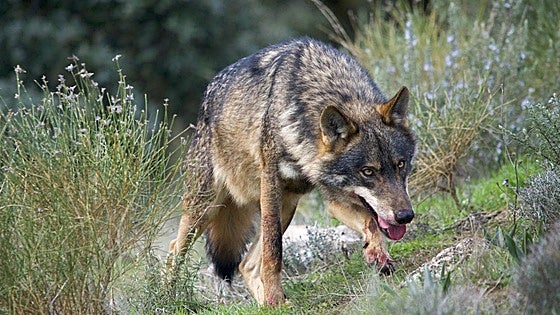 El Constitucional estudia la legalidad de la modificación del régimen de protección del lobo
