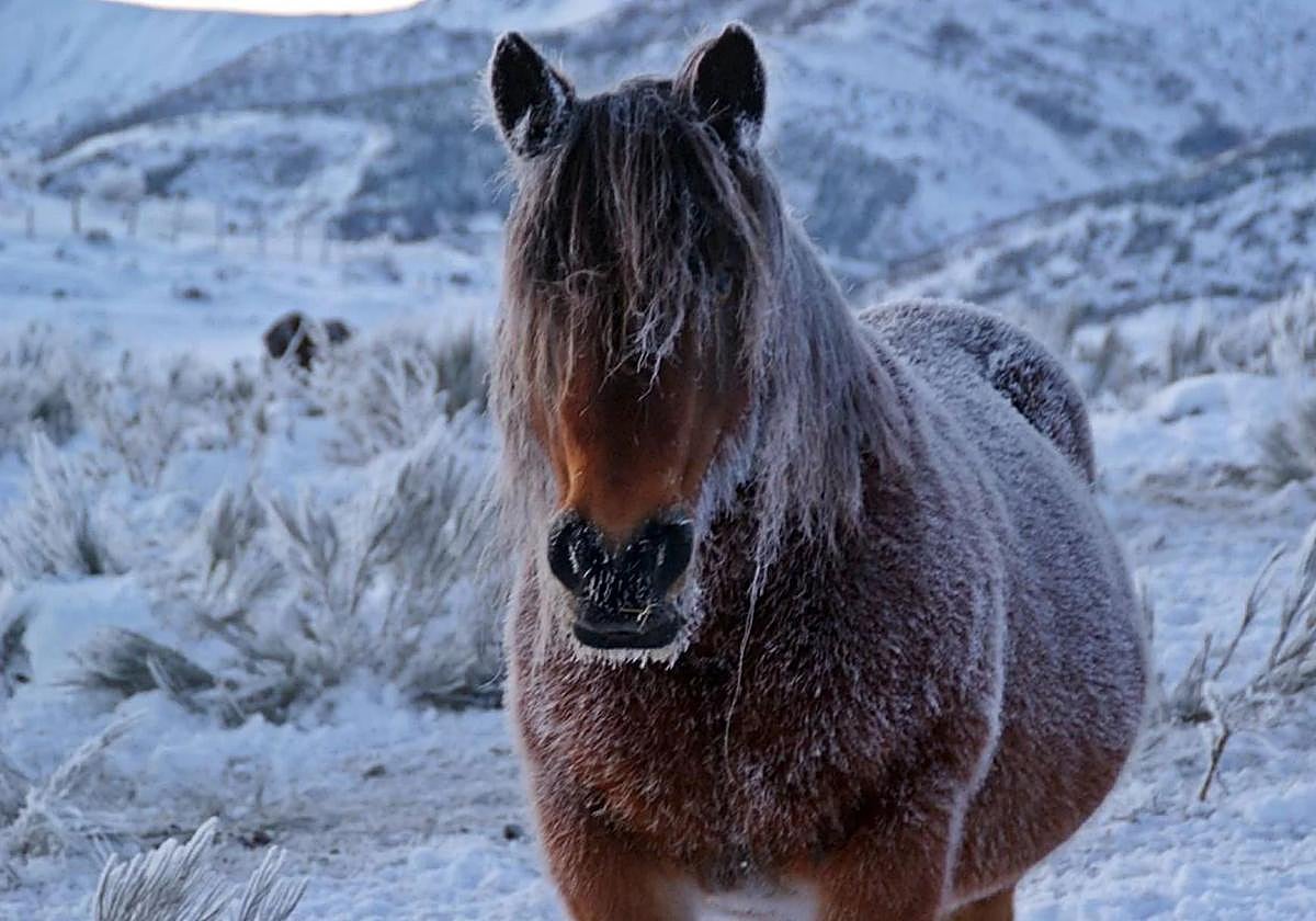 Un caballo de raza hispano-bretona ve cubierta su piel por la cercellada en la jornada más fría en Prado Veneiro.