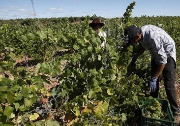 La próxima campaña de la vendimia, bajo mínimos en León: «La gente no quiere trabajar en el campo»