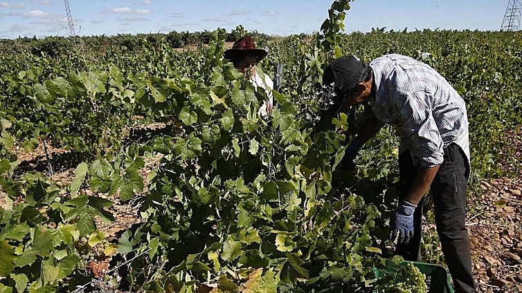 La próxima campaña de la vendimia, bajo mínimos en León: «La gente no quiere trabajar en el campo»