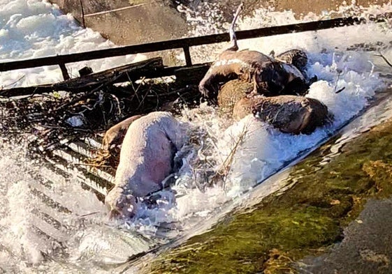 Animales muertos en el canal.