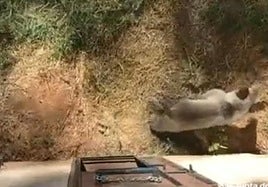 La osezna Alba se recupera en Valsemana.