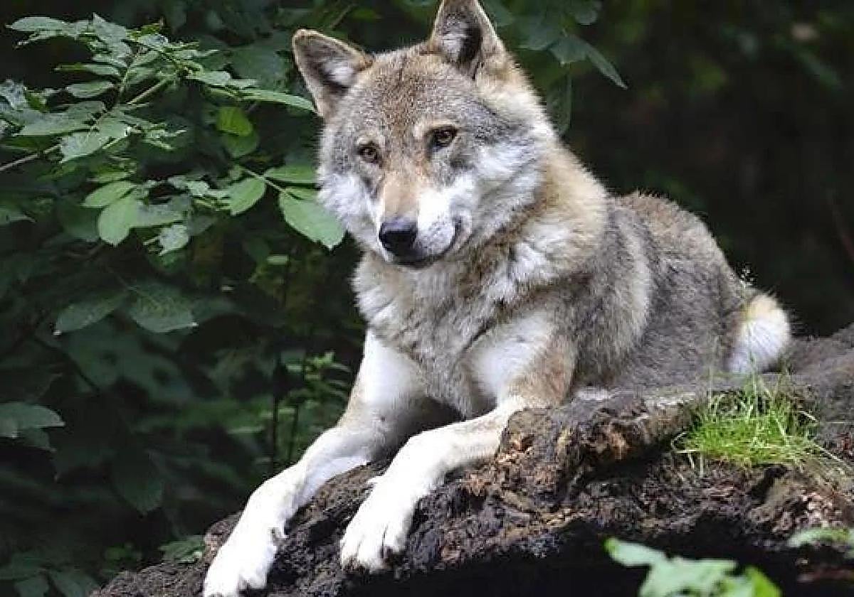 Ecologistas en Acción se queja al Defensor del Pueblo de «opacidad de la Junta sobre el lobo»