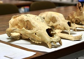 Restos óseos de la primera campaña.