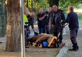 Traslado de los osos del Coto Escolar hacia Alemania.