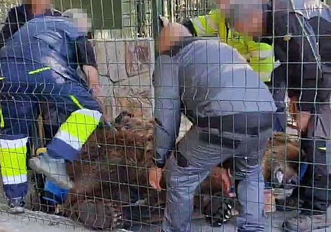 Luna y Ponderoso son recogidos de su jaula.