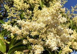 Imagen de la floración en León.