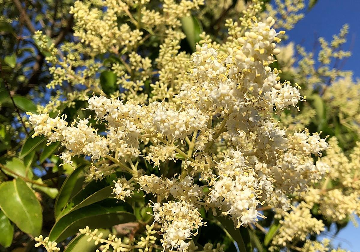 Imagen de la floración en León.