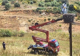 Recogida de las cigüeñas muertas.