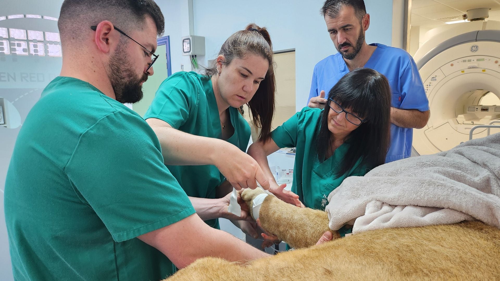 Tratamiento de dos leones de Cabárceno en León