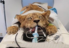 Imagen de uno de los leones en la revisión.
