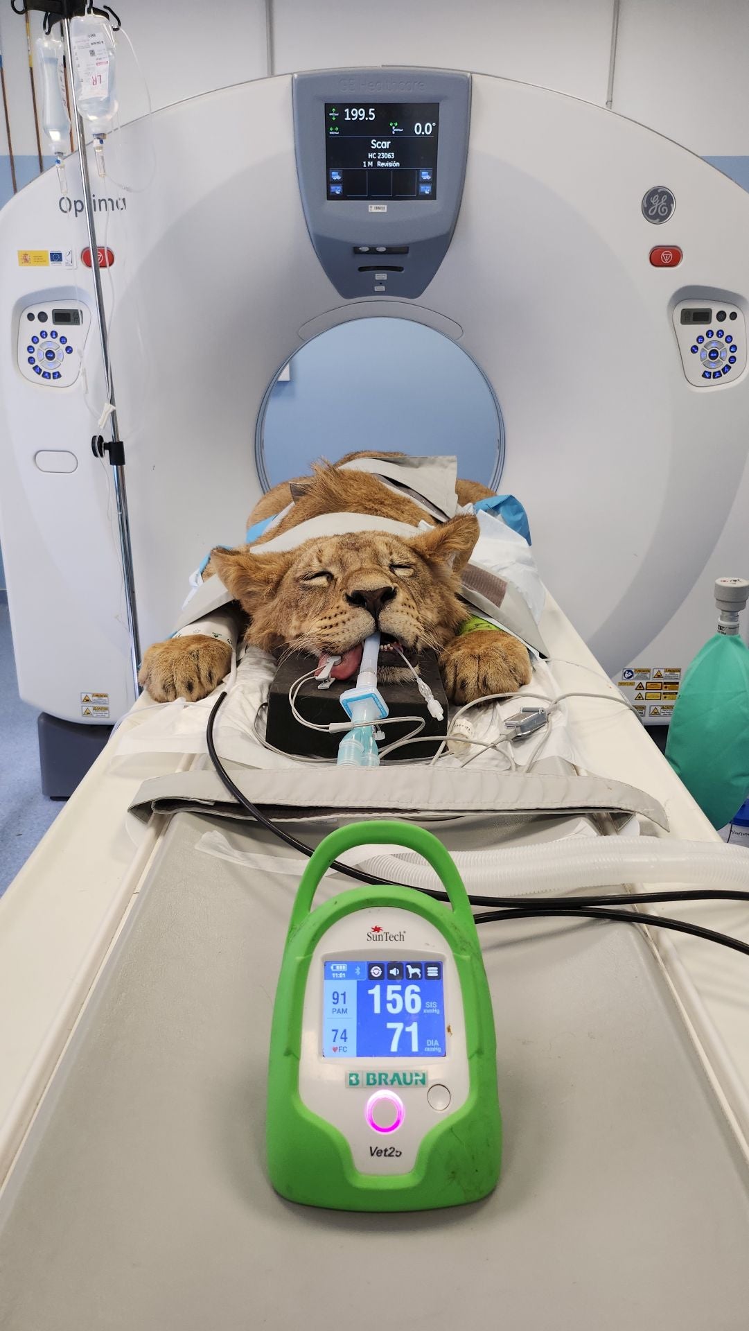 Tratamiento de dos leones de Cabárceno en León