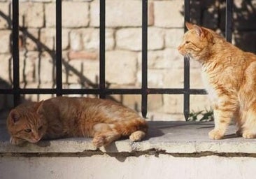 Hasta 65 colonias y 750 gatos callejeros están censados en León capital