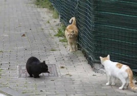 Ayuntamiento y Hospital Veterinario de León para gestionar y controlar las colonias felinas