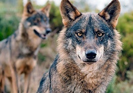 Imagen de un lobo en la naturaleza.