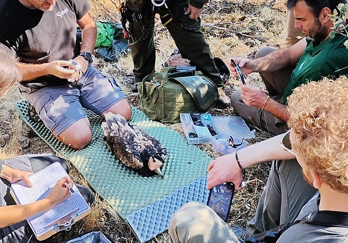 Marcaje de uno de los alimoches.