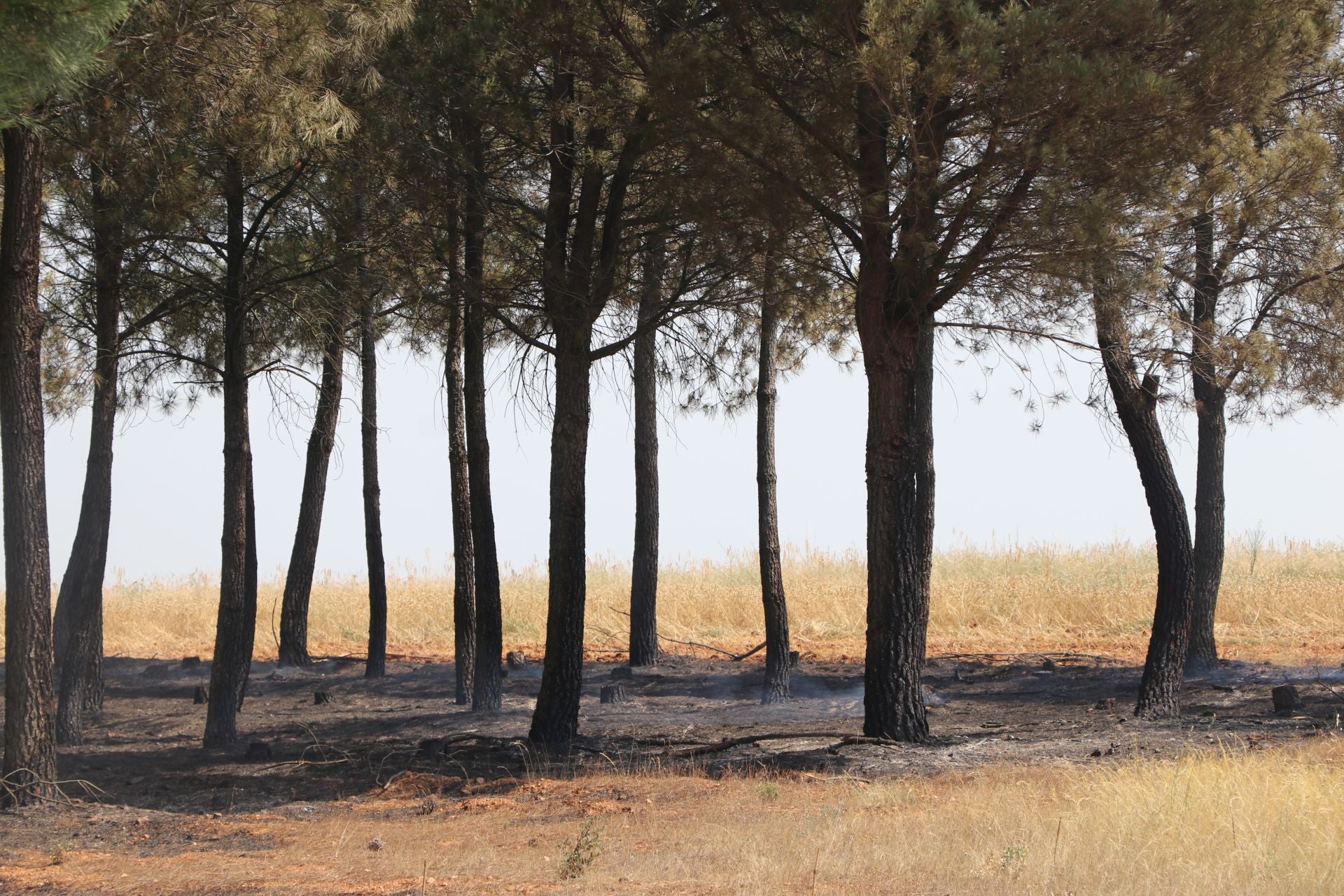 El Puesto de Mando Avanzado coordina la lucha contra el incendio de Castrocalbón