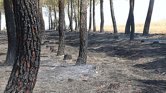 El Puesto de Mando Avanzado coordina la lucha contra el incendio de Castrocalbón