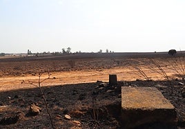 El terreno, casi despoblado de vegetación tras ser arrasado por el fuego