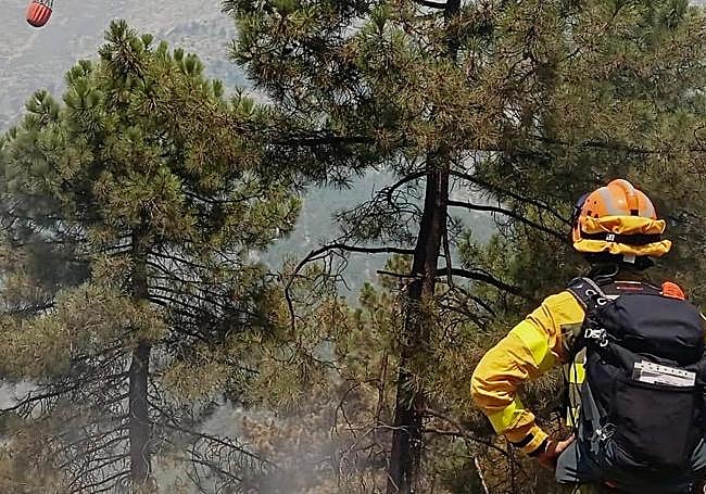 Imagen de un agente forestal en el terreno afectado.