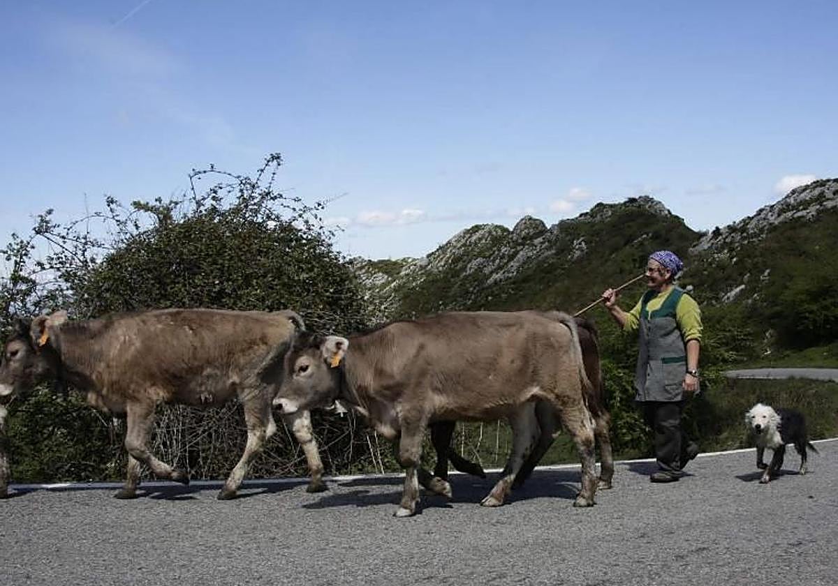 Vacas, ganadería, majadas de la Montaña de Covadonga