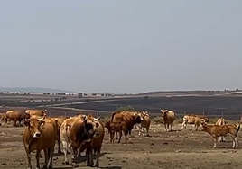 Las vacas de Ainhoa con un campo en el horizonte cubierto de ceniza.