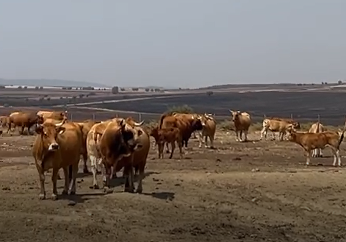 Las vacas de Ainhoa con un campo en el horizonte cubierto de ceniza.