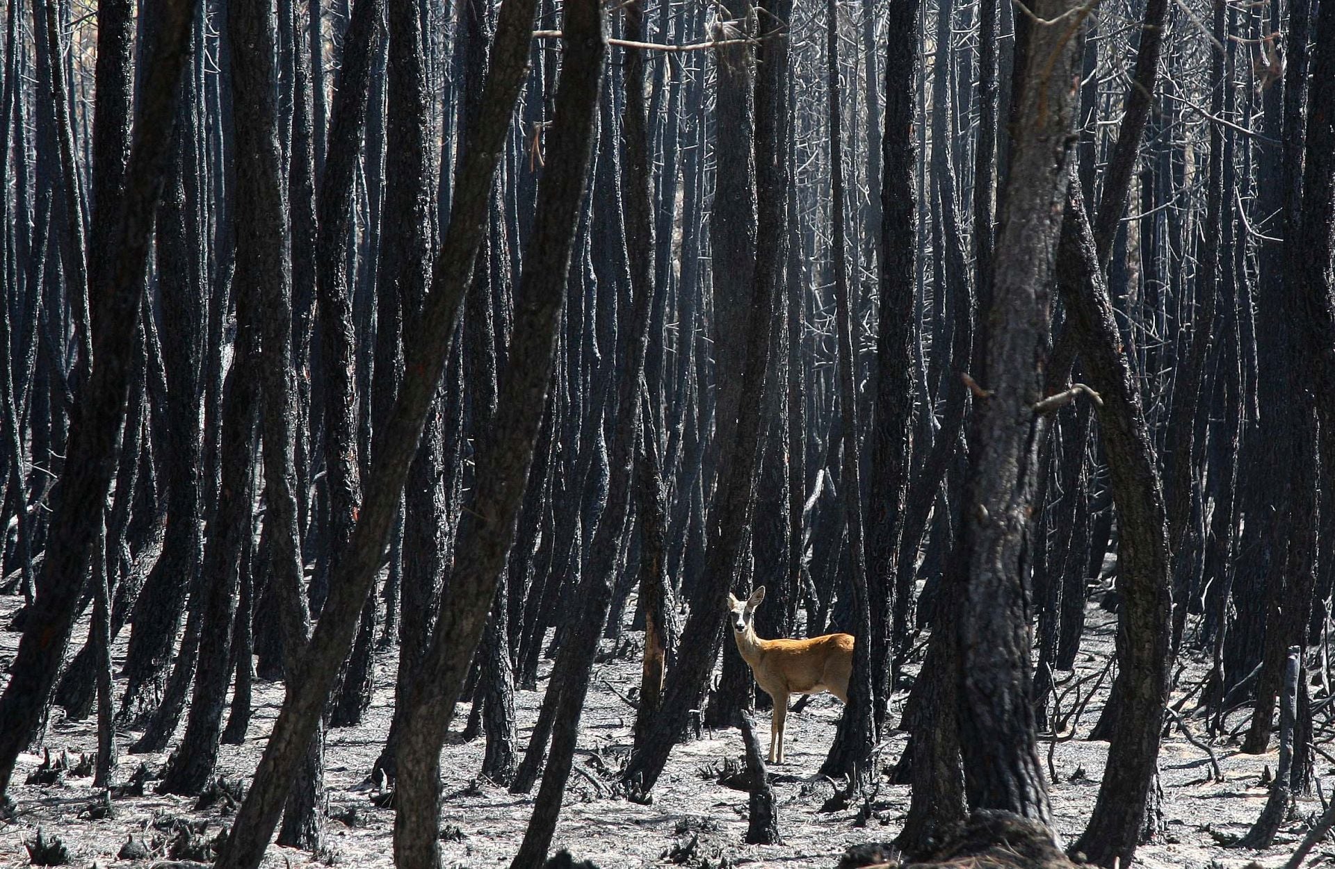 Imagen del paisaje de Castrocontrigo tras el incendio de 2012