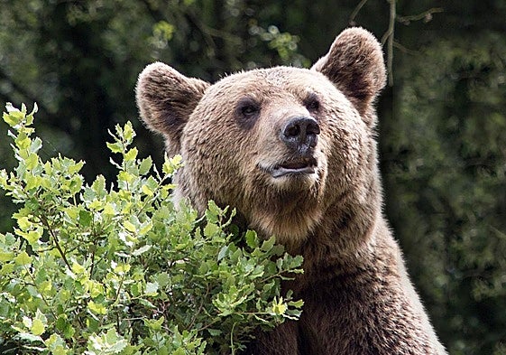 Los incendios trastocan el hábitat y las rutinas alimenticias del oso pardo en la Cordillera Cantábrica
