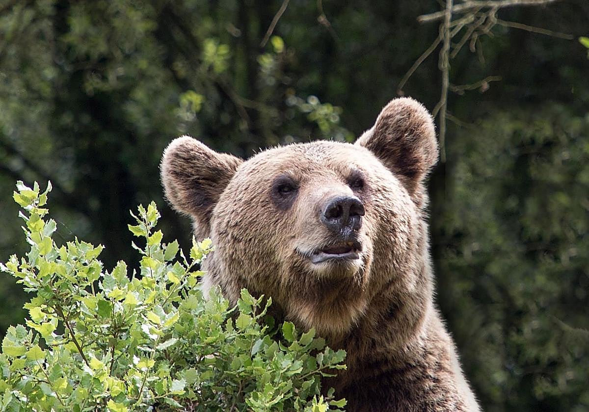 Los incendios trastocan el hábitat y las rutinas alimenticias del oso pardo en la Cordillera Cantábrica