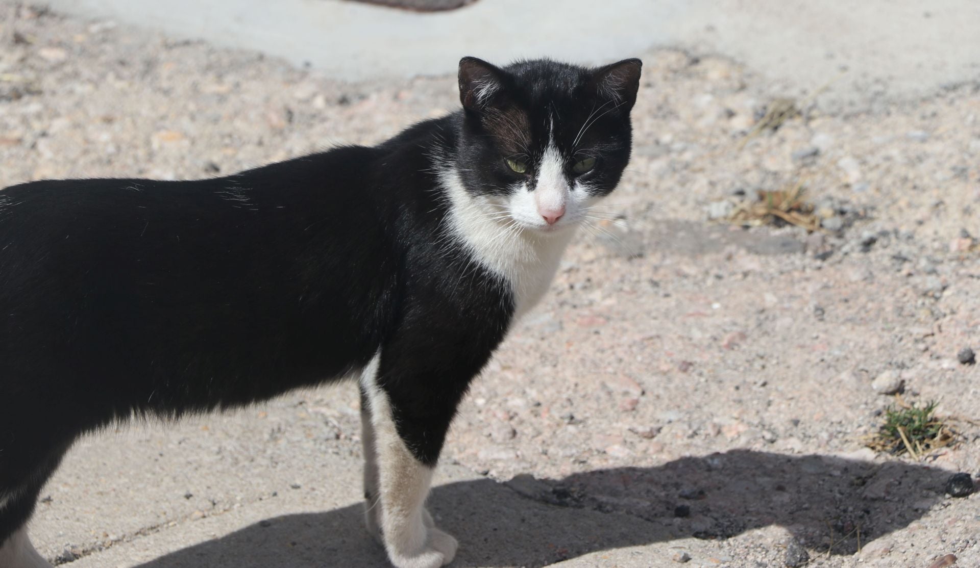 Doce días de fuego en Fasgar