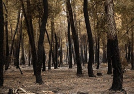 El fuego arrasó bosques y montes en León.